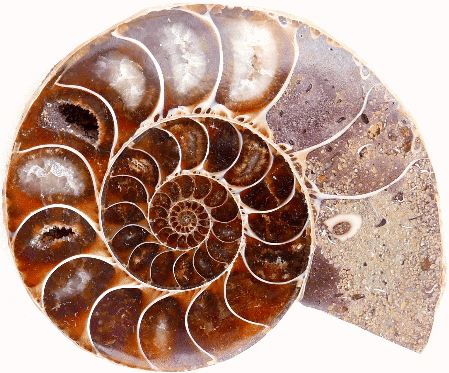 Nautilus